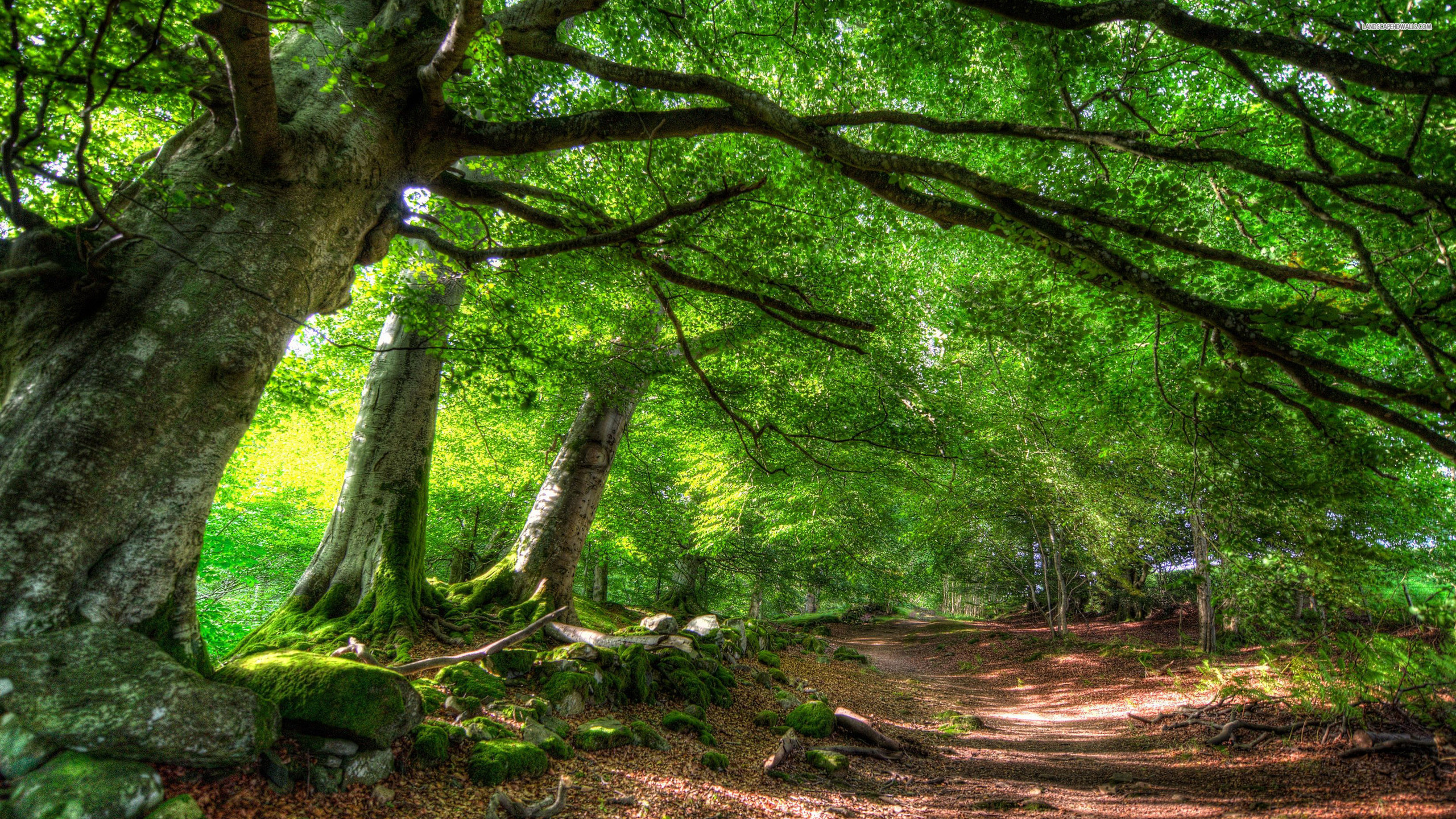 foresta verde wallpaper hd,albero,foresta,paesaggio naturale,natura,bosco