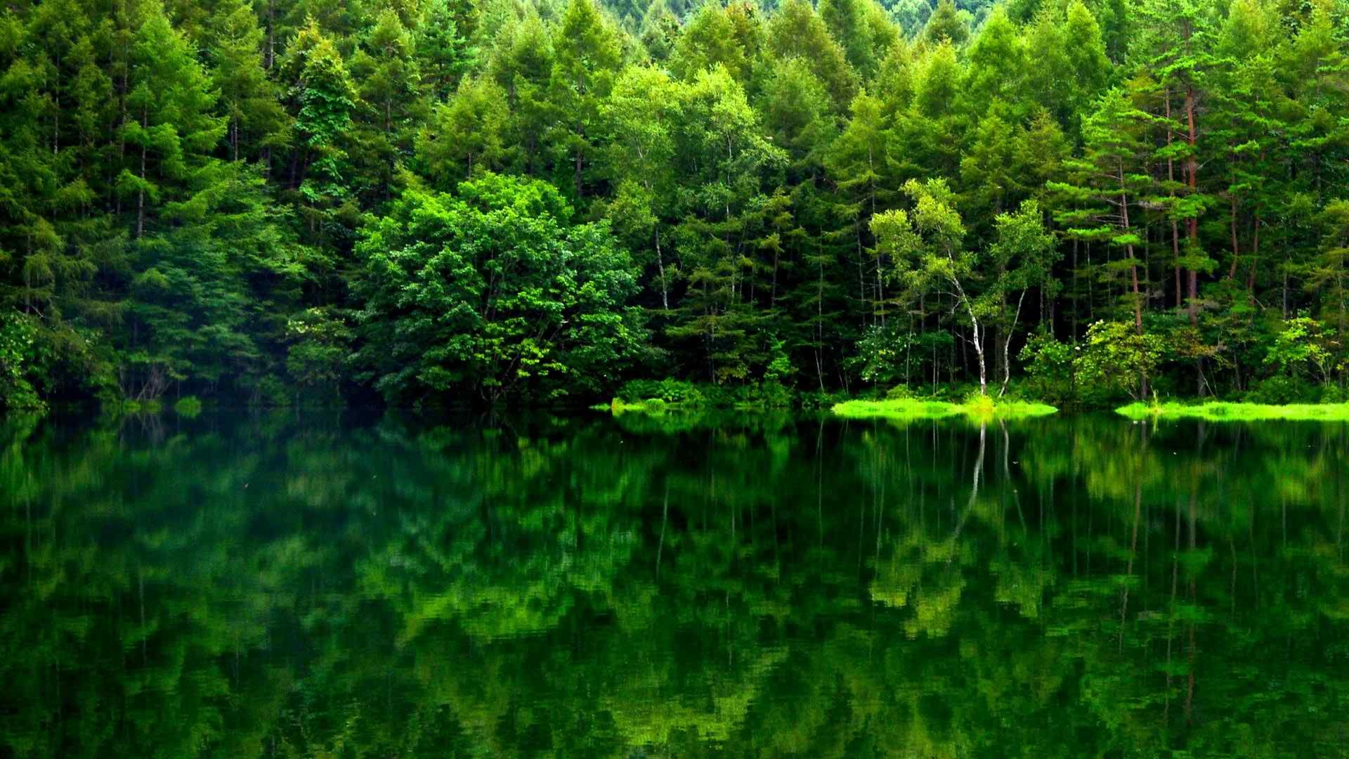 緑の森の壁紙のhd,自然,自然の風景,緑,森林,木
