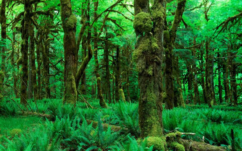 緑の森の壁紙のhd,森林,自然の風景,自然,木,古い成長林