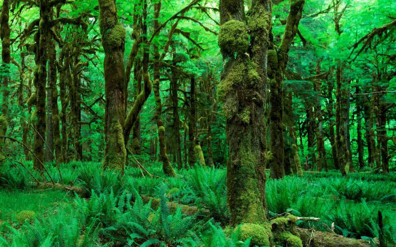 fond d'écran vert forêt hd,forêt,paysage naturel,la nature,arbre,forêt ancienne