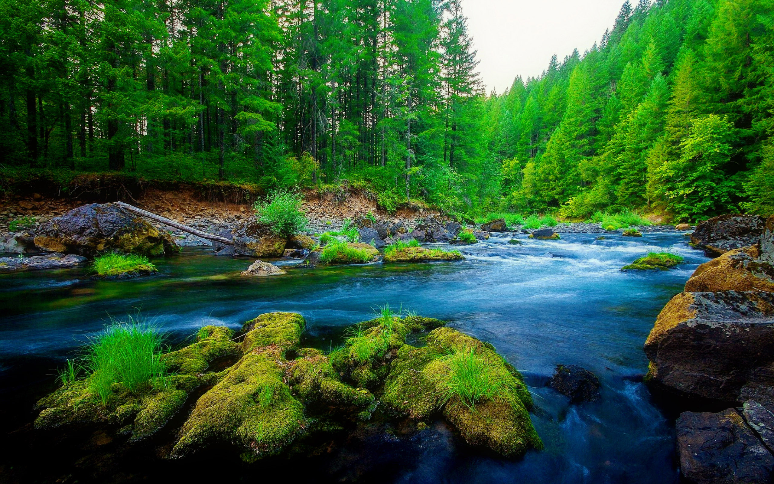 green forest wallpaper hd,body of water,nature,natural landscape,water resources,river