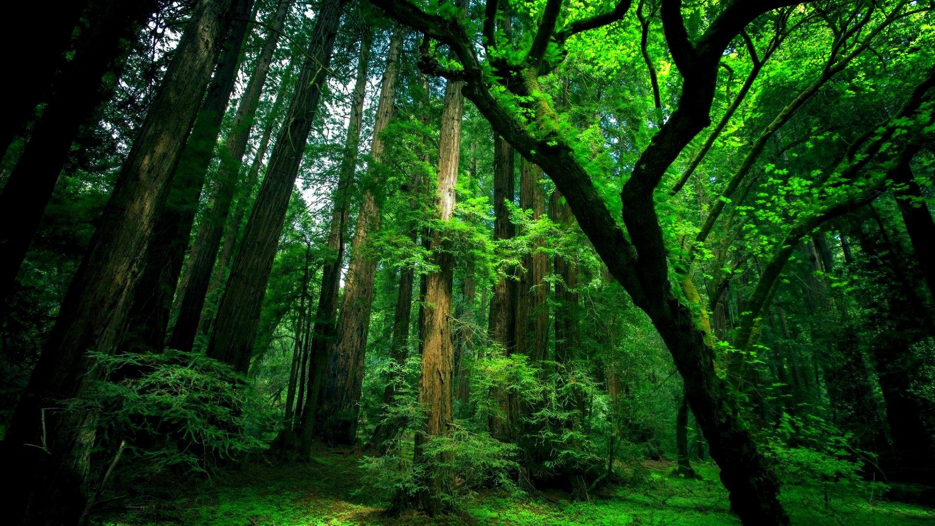 녹색 숲 벽지 hd,나무,숲,자연 경관,자연,오래된 성장의 숲