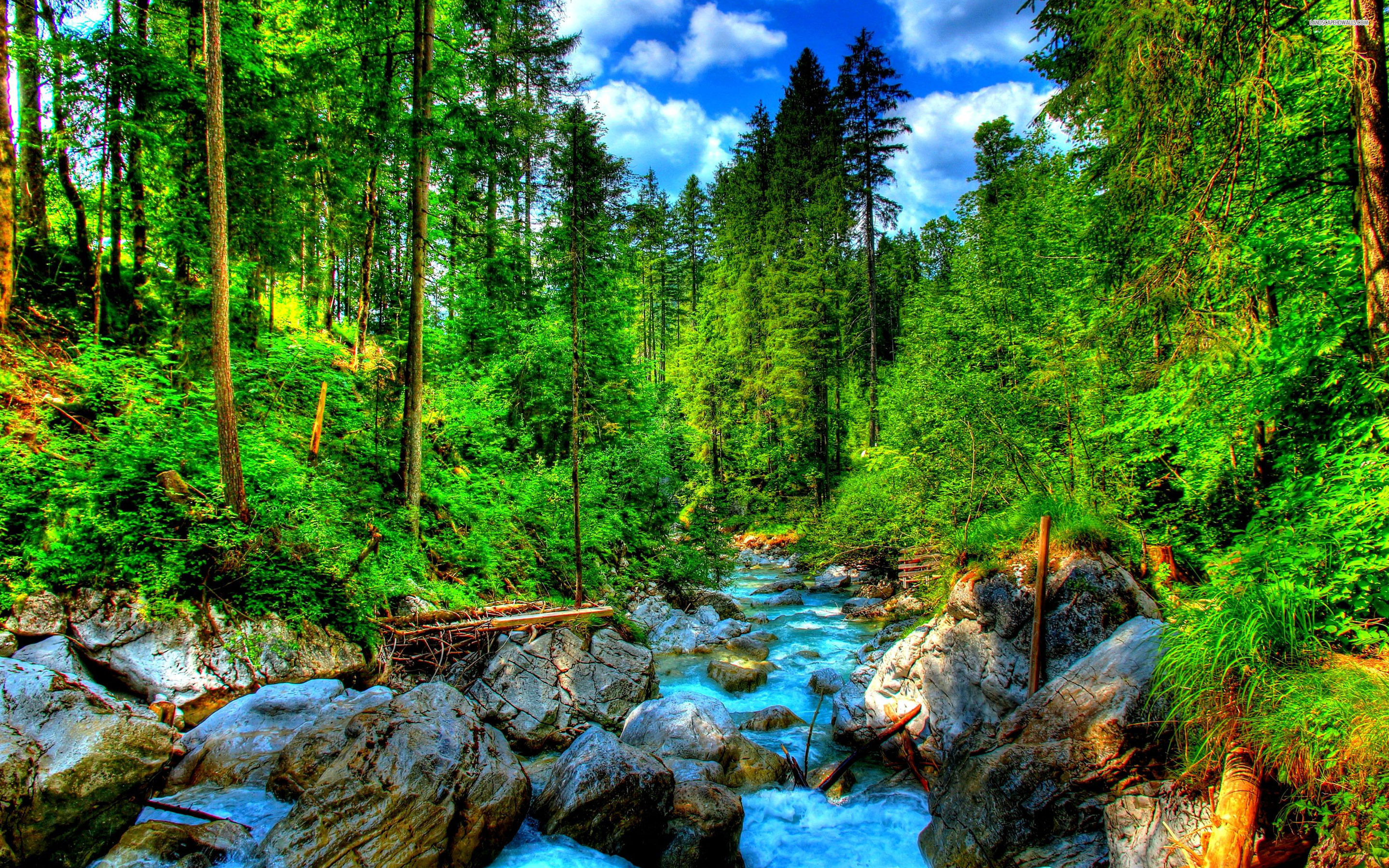 fond d'écran vert forêt hd,paysage naturel,la nature,plan d'eau,forêt,arbre