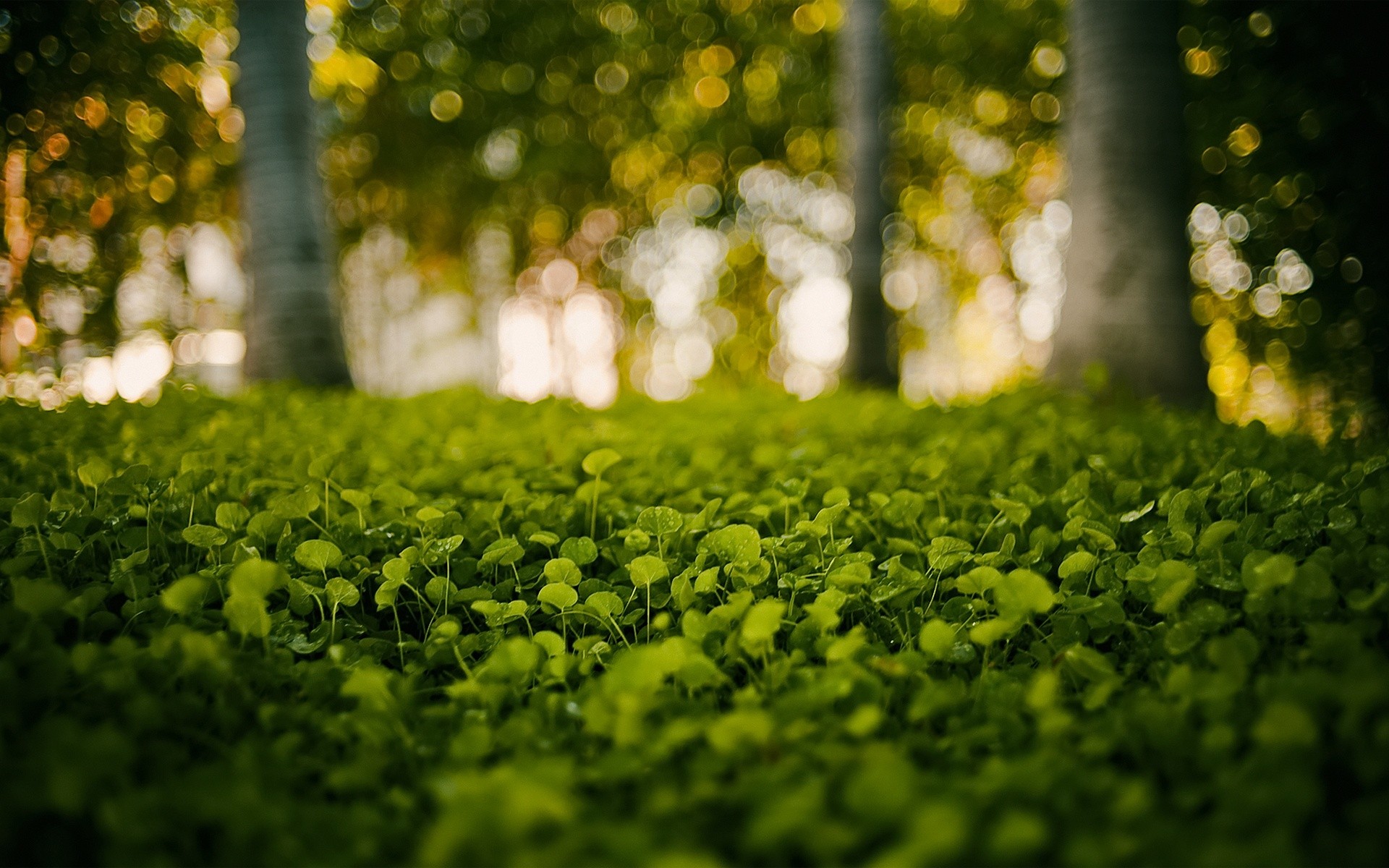 bosque verde fondo de pantalla hd,verde,naturaleza,césped,hoja,árbol