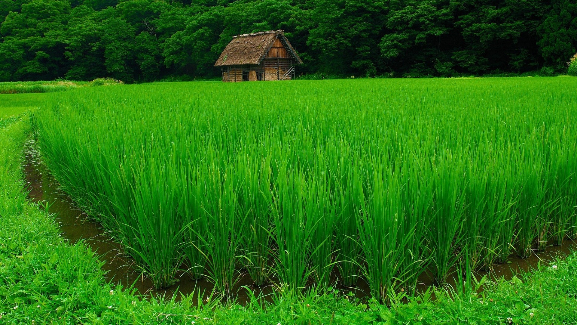 fond d'écran vert forêt hd,vert,herbe,rizière,champ,paysage naturel