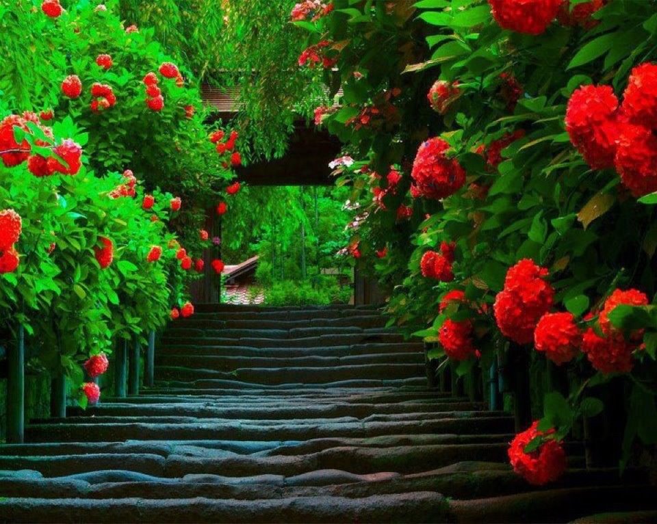 carta da parati a tema floreale,natura,rosso,fiore,verde,pianta