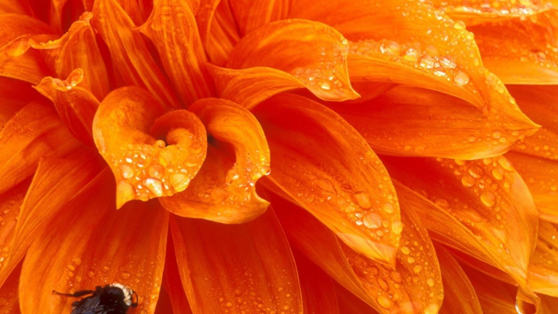 flower theme wallpaper,orange,petal,water,yellow,flower