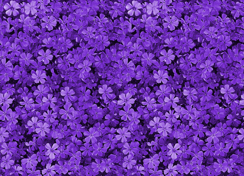 flower theme wallpaper,violet,purple,lavender,lilac,blue