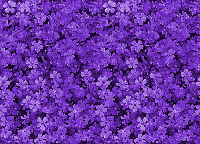 carta da parati a tema floreale,viola,viola,lavanda,lilla,blu