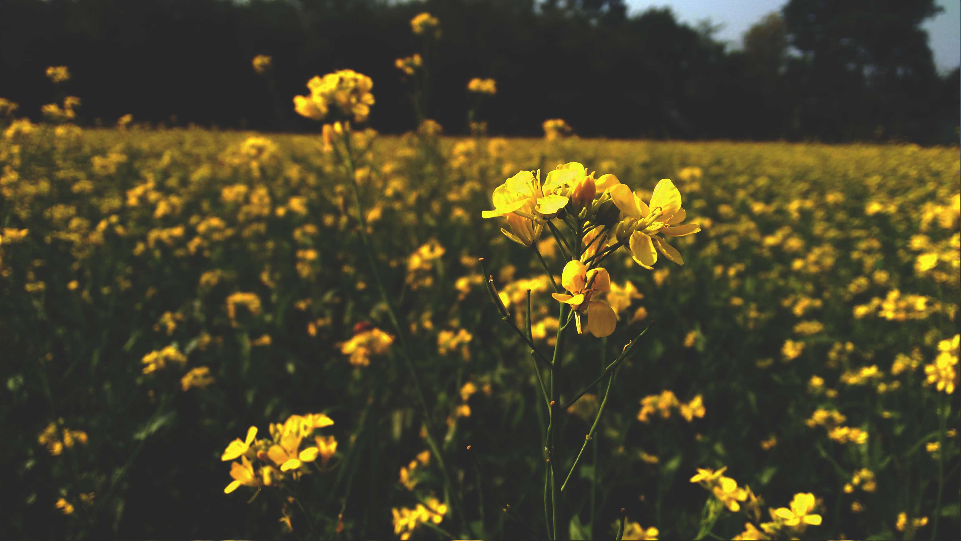 carta da parati a tema floreale,pianta fiorita,fiore,giallo,canola,pianta