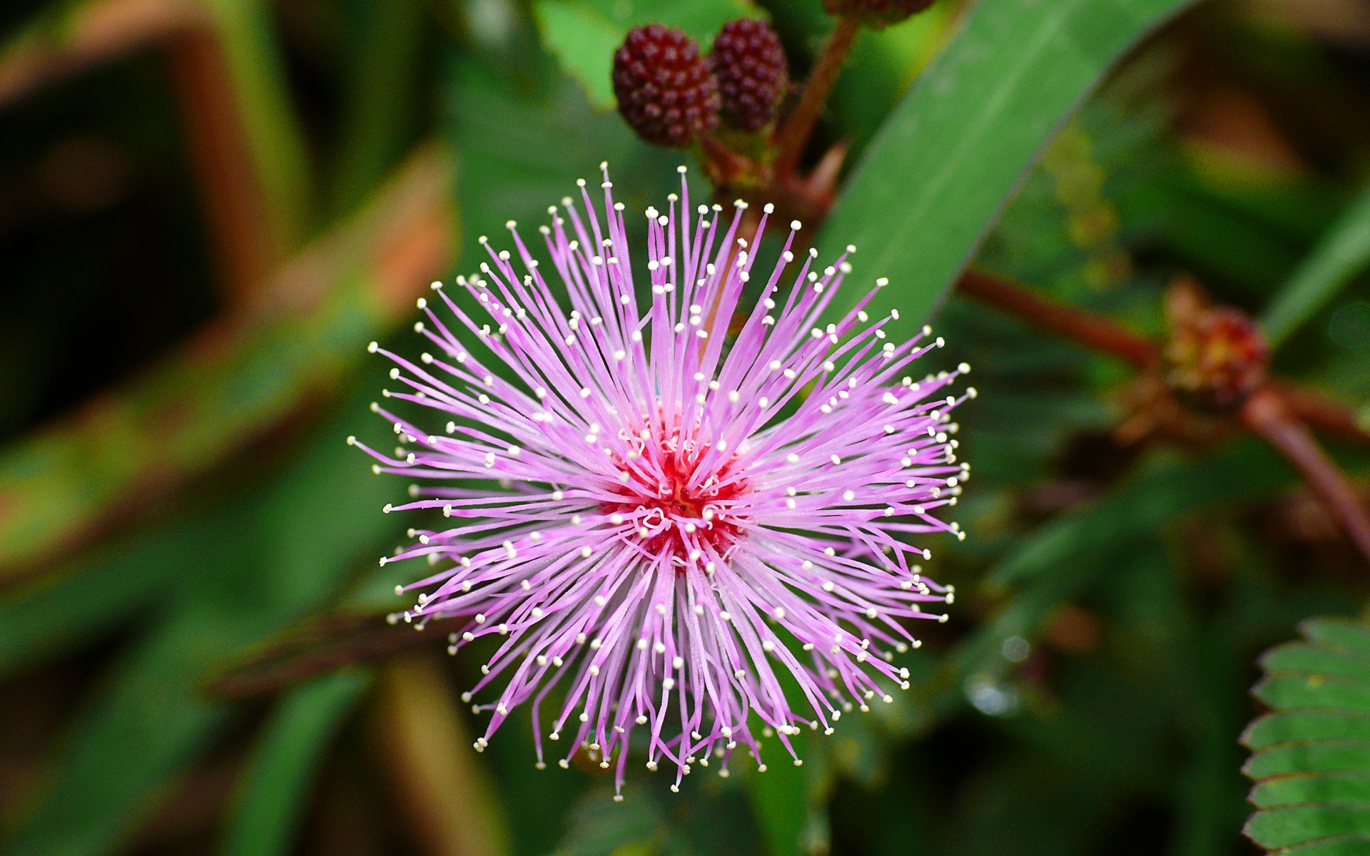 carta da parati a tema floreale,fiore,pianta,non mi toccare,pianta fiorita,fiore di campo