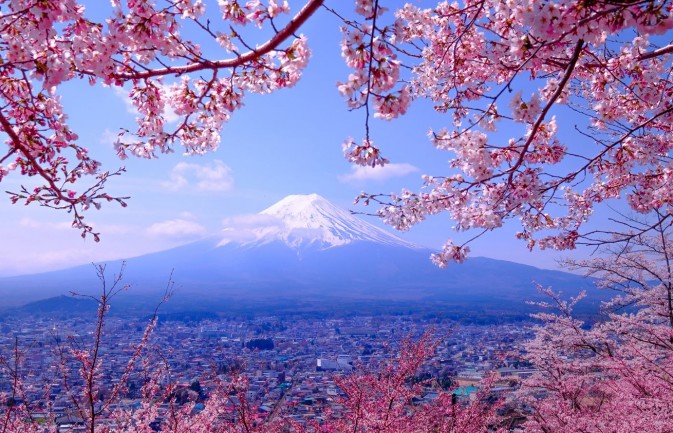 花のテーマの壁紙,自然,木,花,花,桜の花