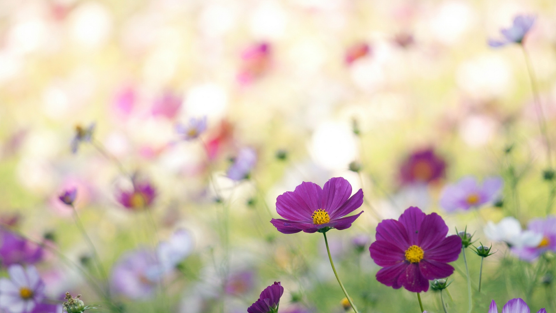 fond d'écran thème fleur,fleur,plante à fleurs,pétale,plante,cosmos de jardin