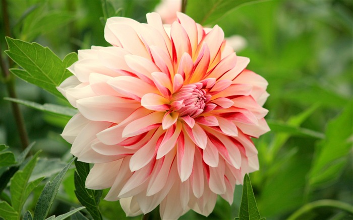 flower theme wallpaper,flower,flowering plant,dahlia,plant,petal