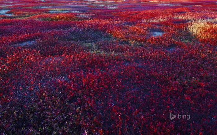 papel tapiz de tema de flores,naturaleza,rojo,paisaje natural,cielo,púrpura