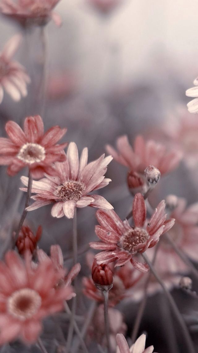 flower theme wallpaper,flower,pink,plant,spring,blossom