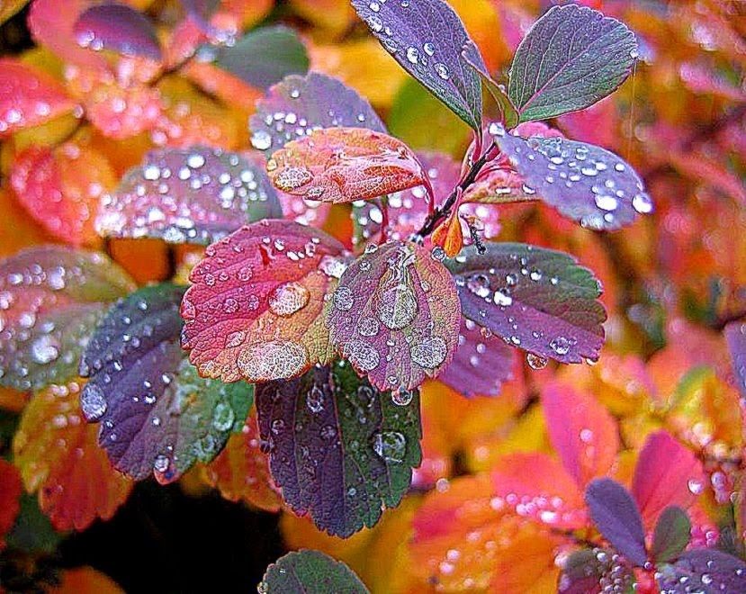 belles fleurs fonds d'écran hd pour mobile,feuille,l'eau,fleur,plante,rosée