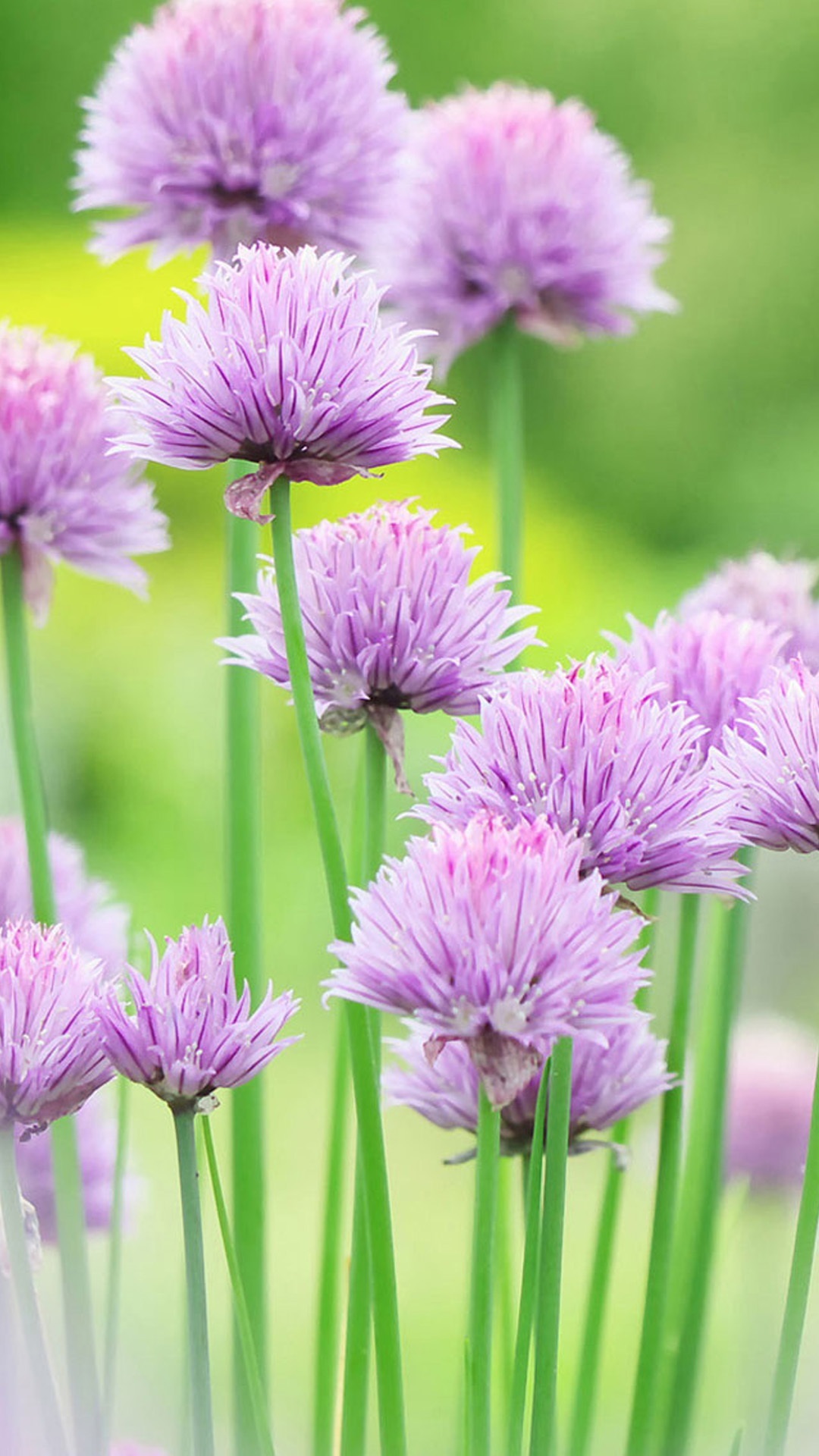 beautiful flowers hd wallpapers for mobile,flowering plant,plant,chives,flower,allium