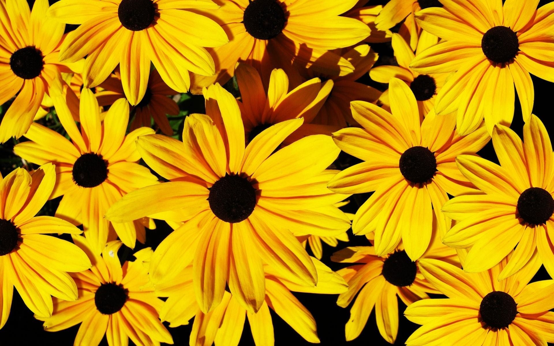 flower theme wallpaper,black eyed susan,yellow,flower,petal,plant