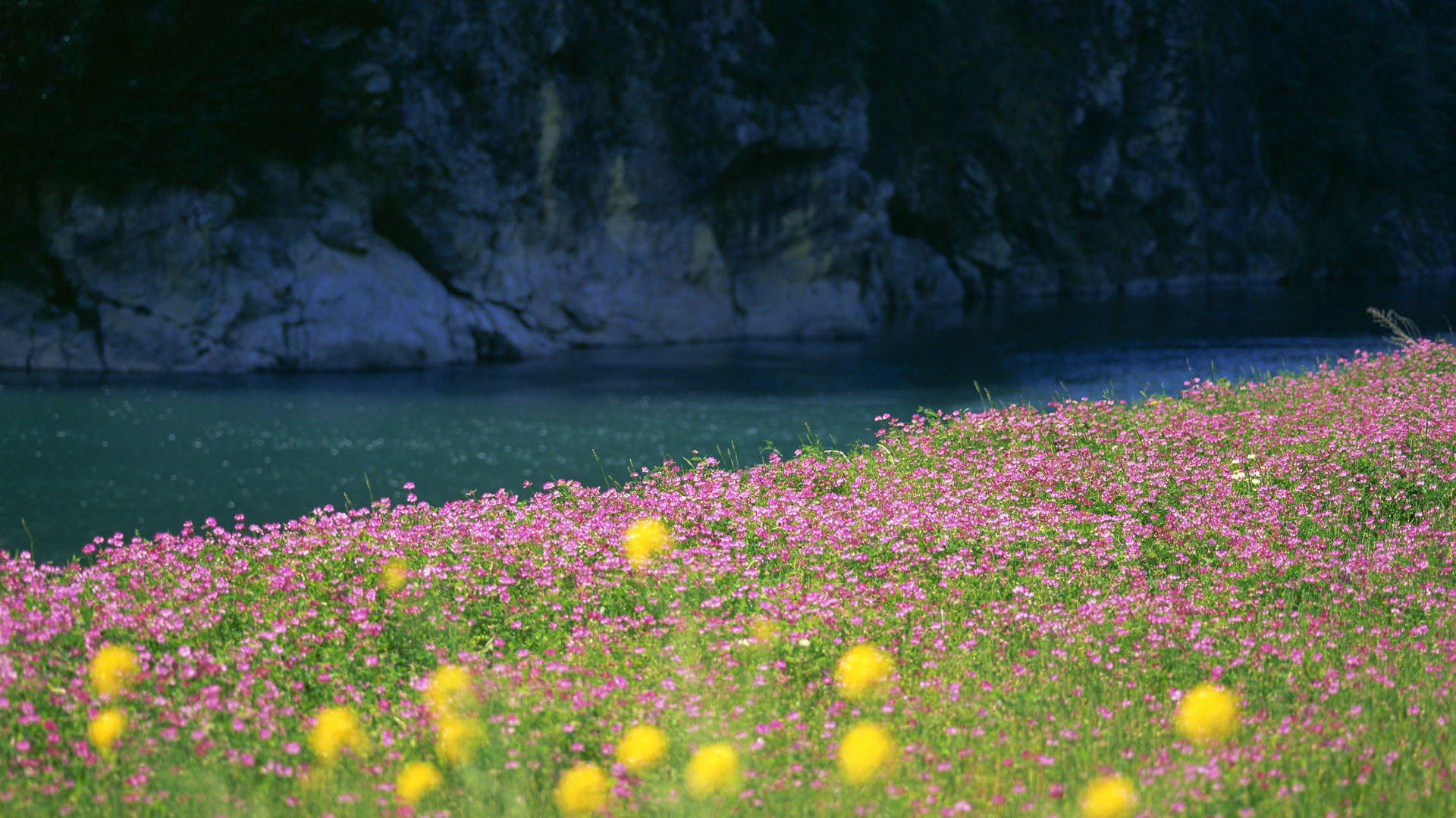 花のテーマの壁紙,自然,花,牧草地,野草,自然の風景