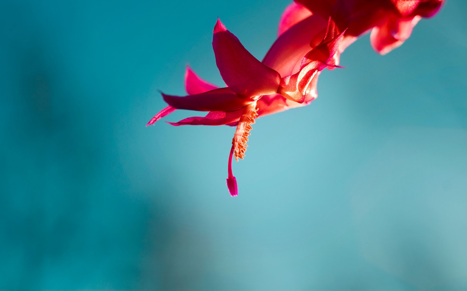 花のテーマの壁紙,赤,花弁,水,花,マクロ撮影