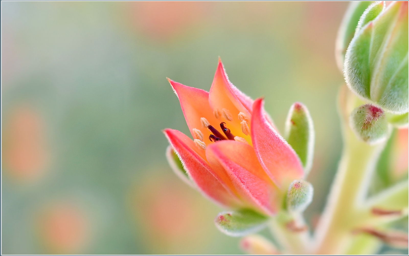 belles fleurs fonds d'écran hd pour mobile,fleur,plante,pétale,plante à fleurs,fermer