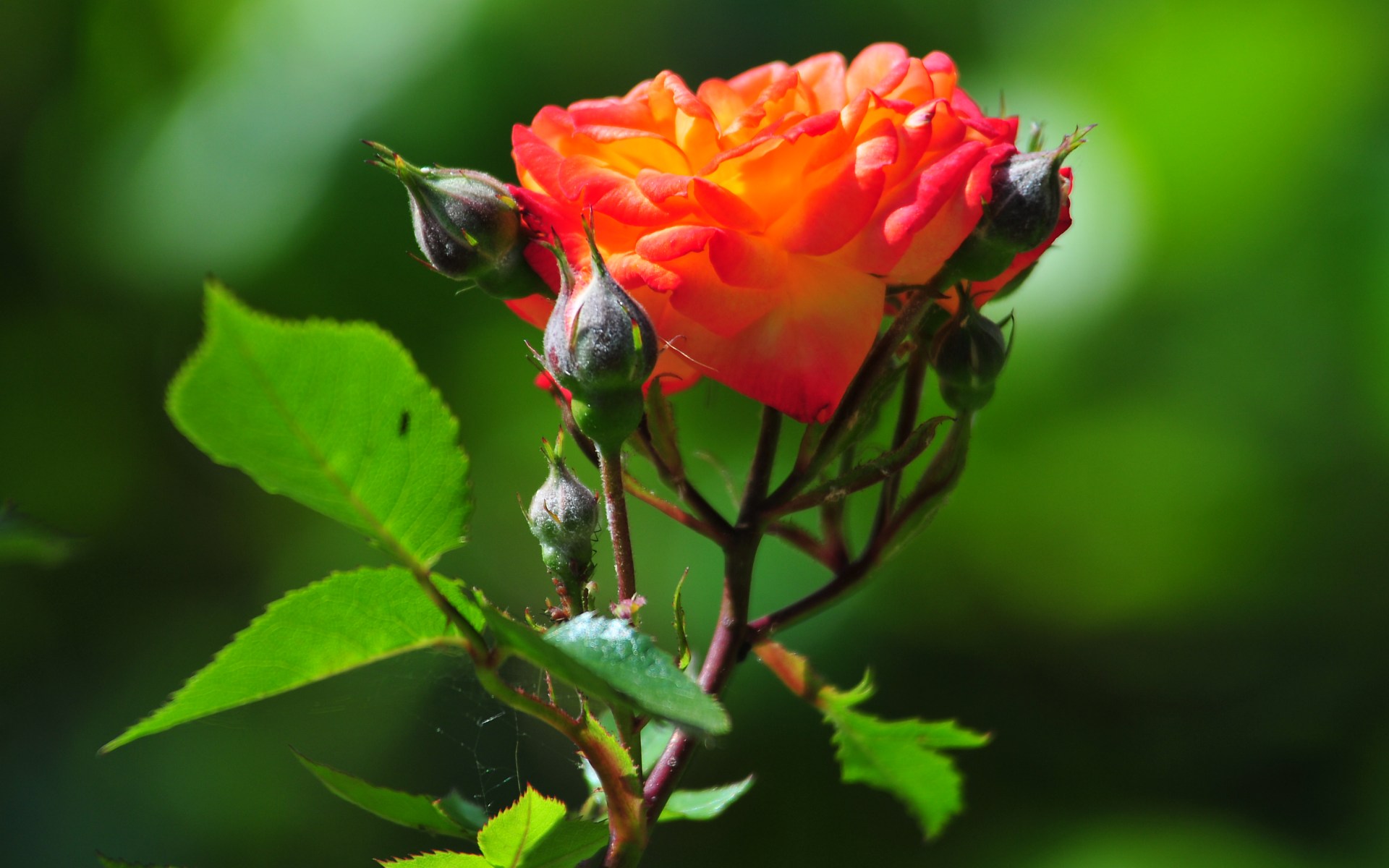 belles fleurs fonds d'écran hd pour mobile,fleur,plante à fleurs,rouge,roses de jardin,pétale