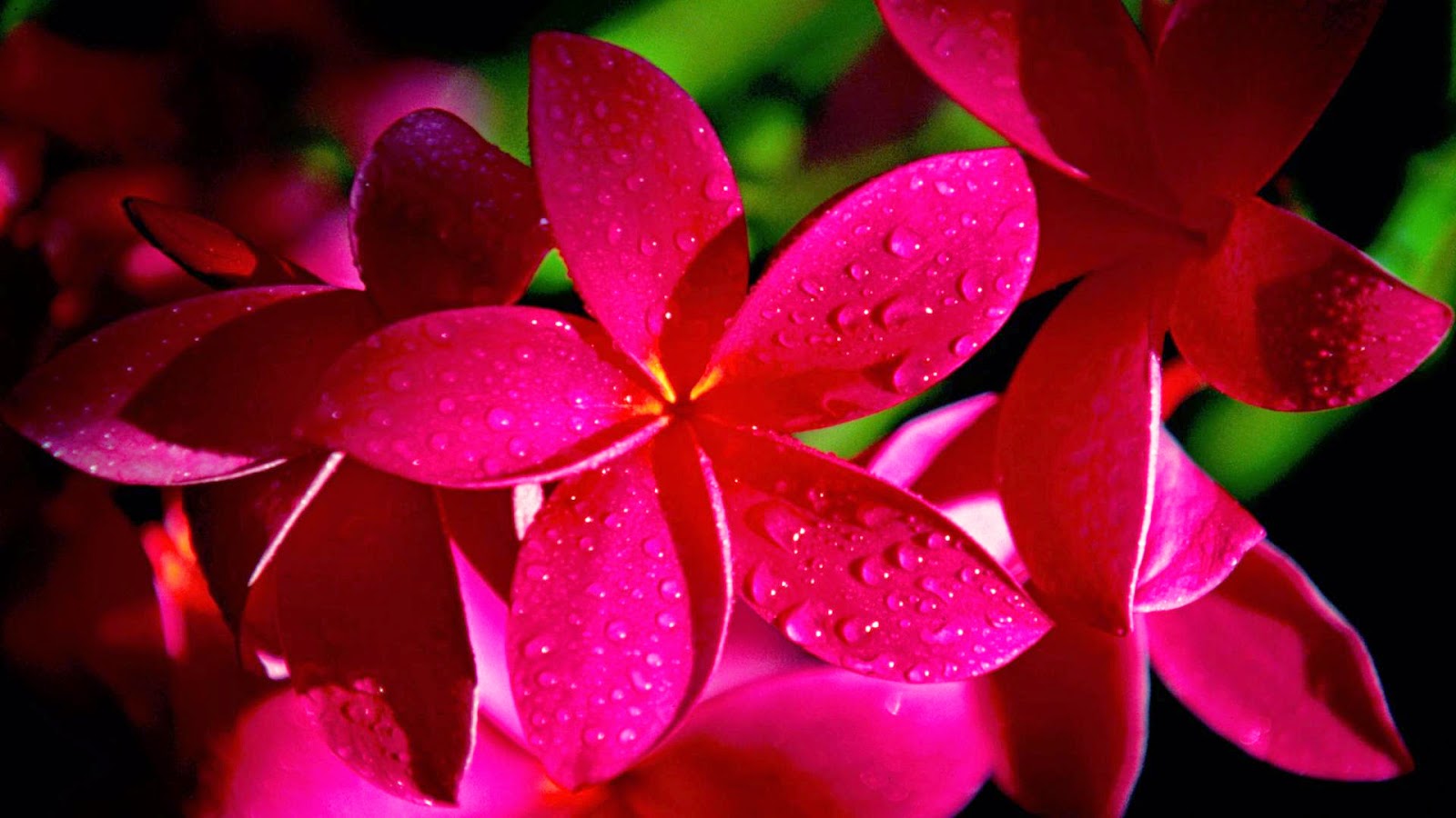 モバイル用の美しい花のhdの壁紙,花弁,花,ピンク,赤,工場