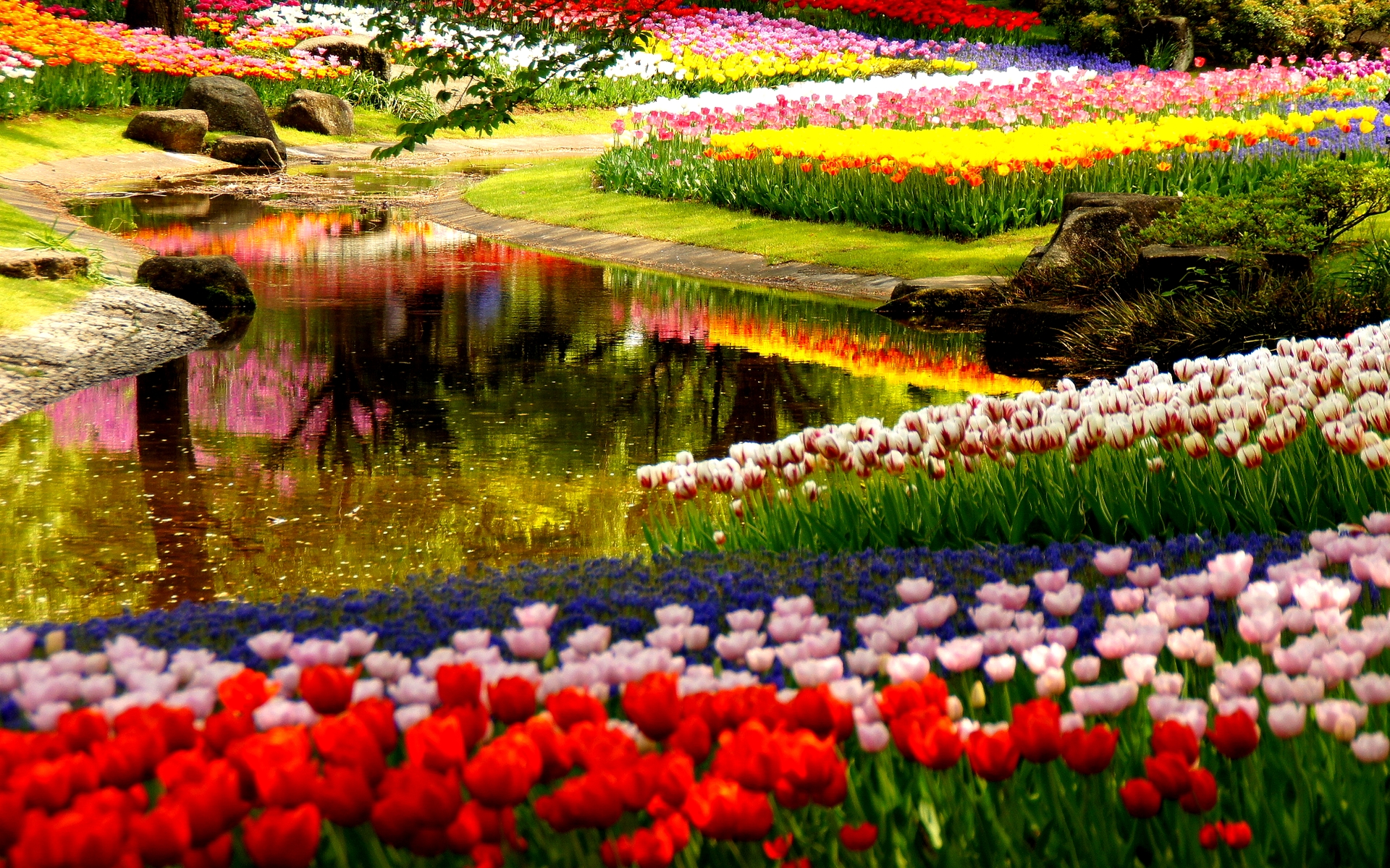 花のテーマの壁紙,自然,花,庭園,チューリップ,植物園