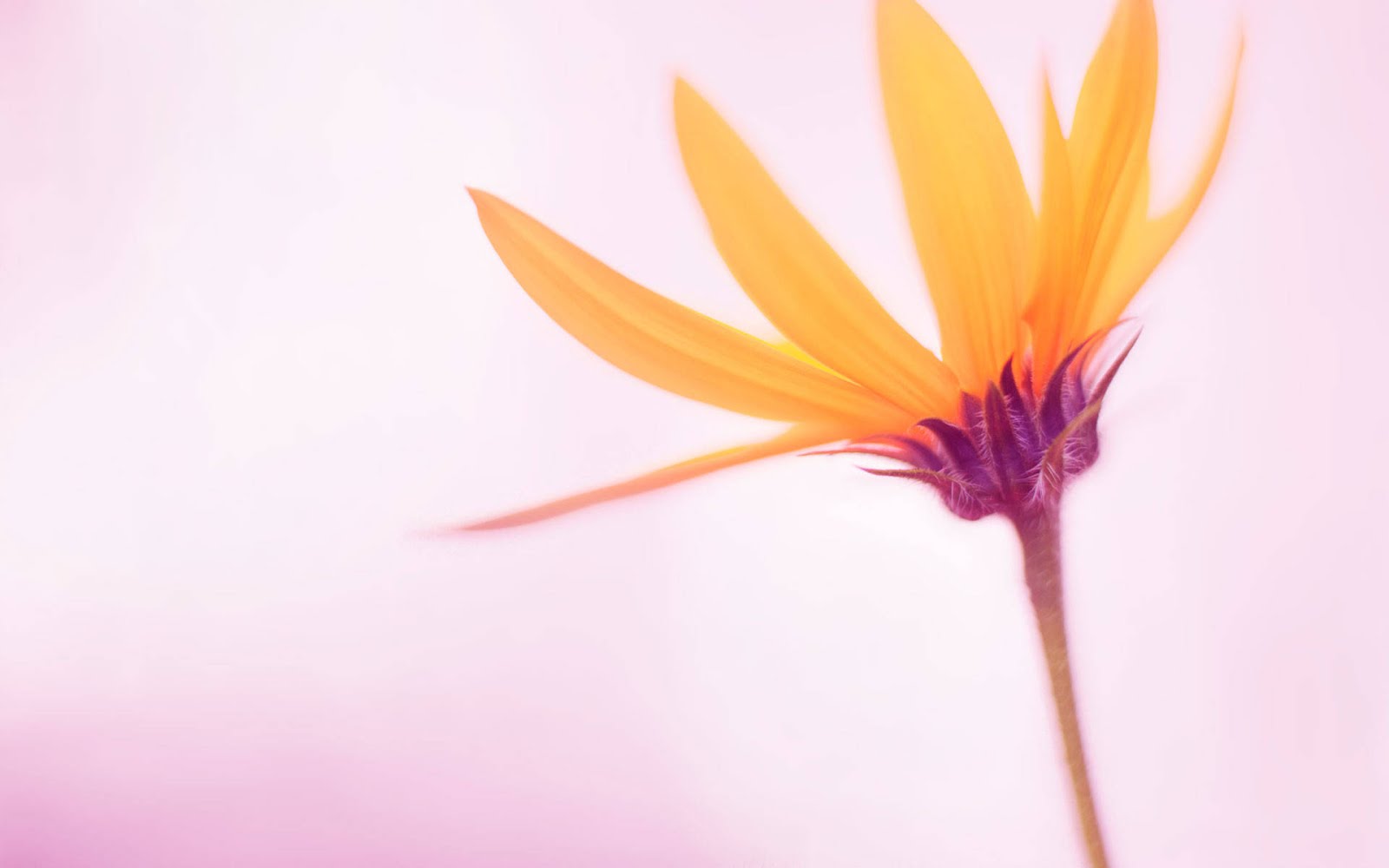 blumenthema tapete,paradiesvogel,blume,orange,blütenblatt,pflanze