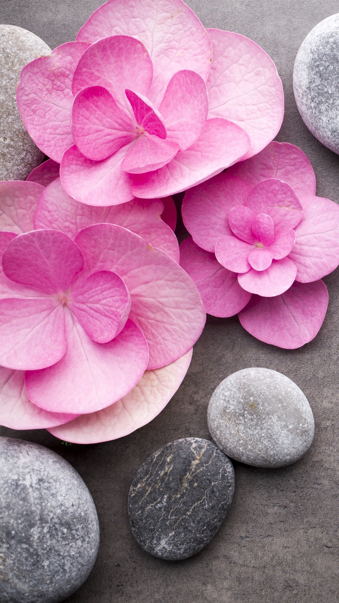 flower theme wallpaper,petal,pink,flower,plant,impatiens