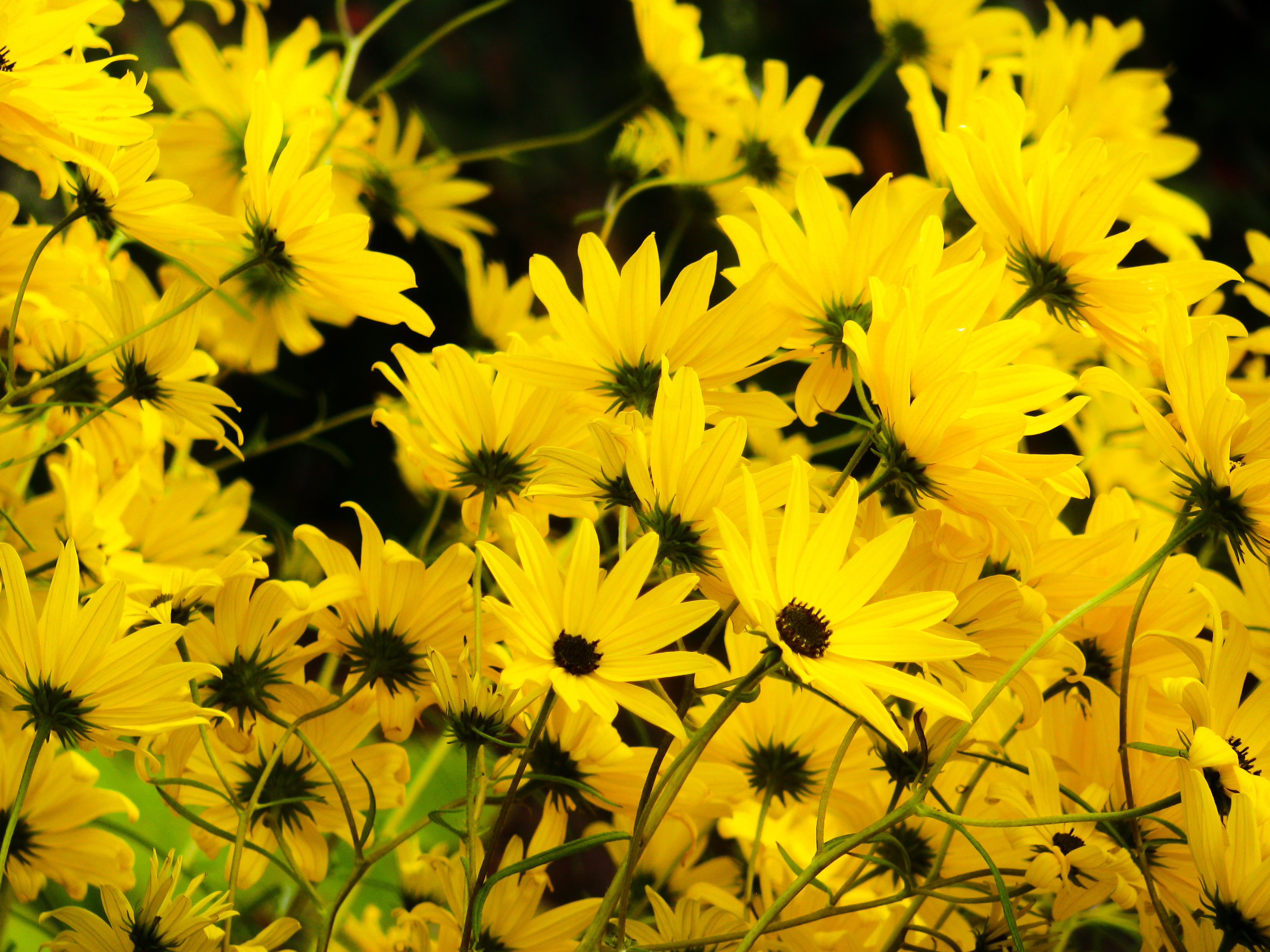 꽃 테마 벽지,꽃,노랑,식물,꽃 피는 식물,euryops pectinatus