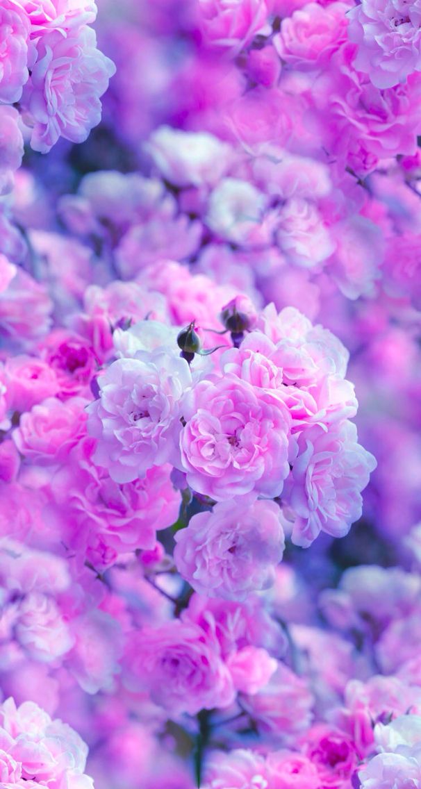 花の電話の壁紙 花 開花植物 工場 切り花 フラワーアレンジメント Wallpaperuse