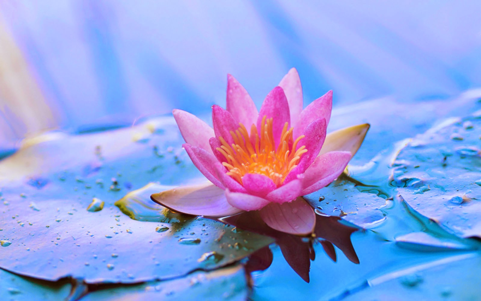 flower theme wallpaper,flower,fragrant white water lily,flowering plant,petal,sacred lotus