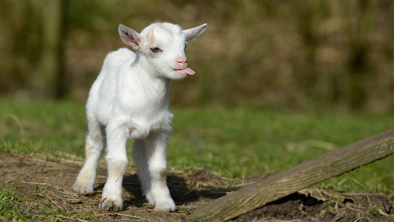 baby goat wallpaper,goat,goats,vertebrate,mammal,feral goat