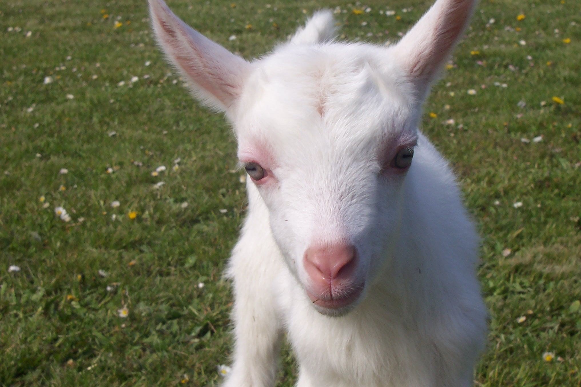 baby goat wallpaper,goats,mammal,goat,vertebrate,cow goat family
