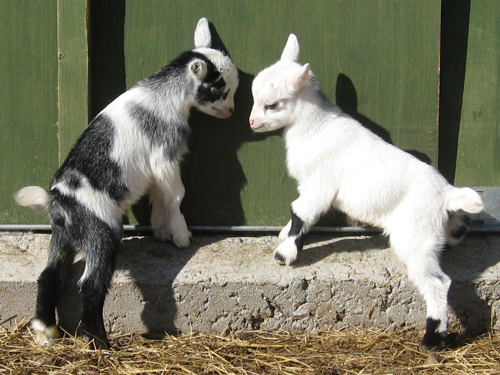赤ちゃんヤギの壁紙,山羊,山羊,牛山羊の家族,山羊カモシカ,家畜