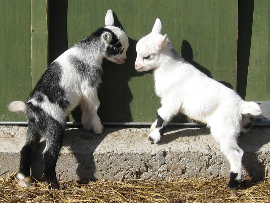 carta da parati di capra bambino,capra,capre,famiglia capra mucca,antilope di capra,bestiame