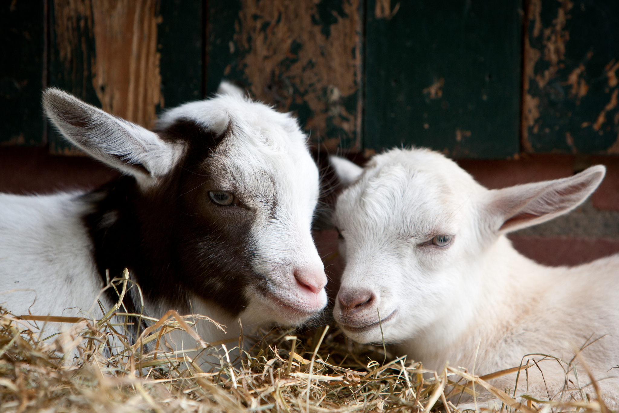 赤ちゃんヤギの壁紙,山羊,山羊,牛山羊の家族,家畜,鼻