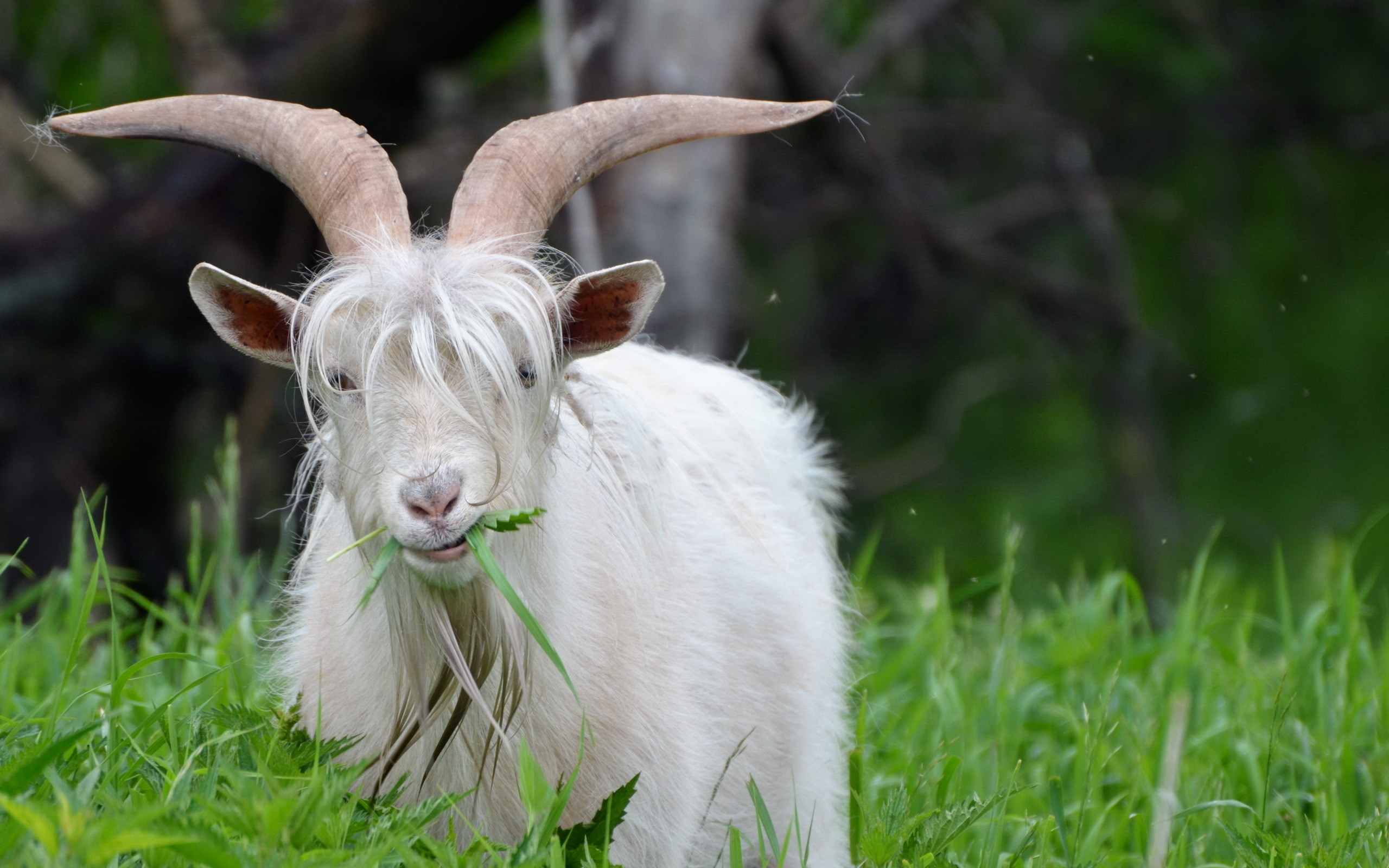 papier peint bébé chèvre,chèvre,chèvres,klaxon,antilope de chèvre,famille de chèvre de vache