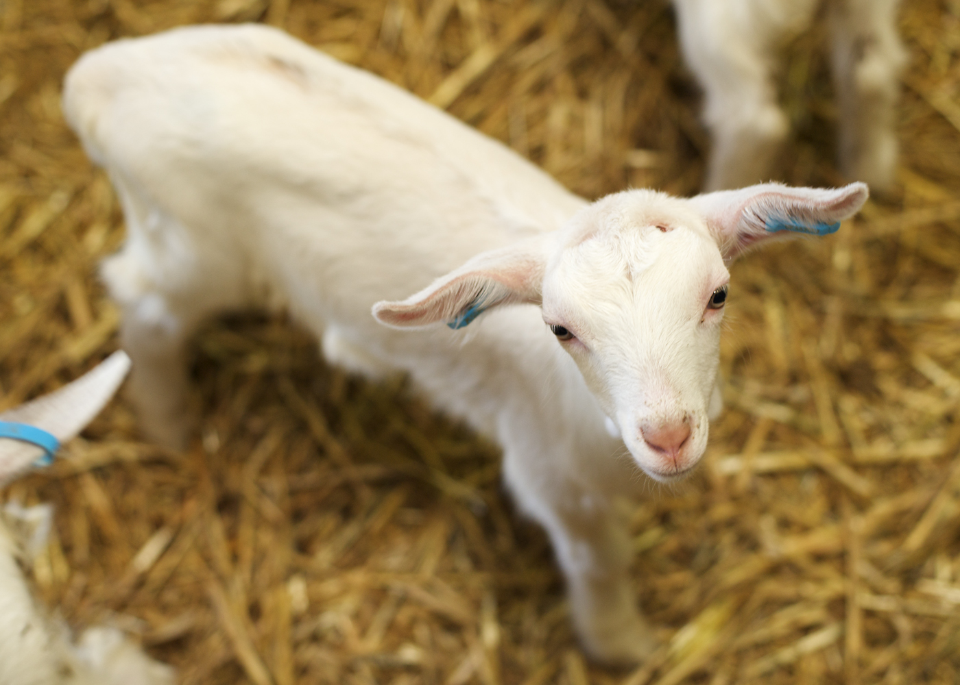 baby goat wallpaper,goats,goat,mammal,cow goat family,livestock