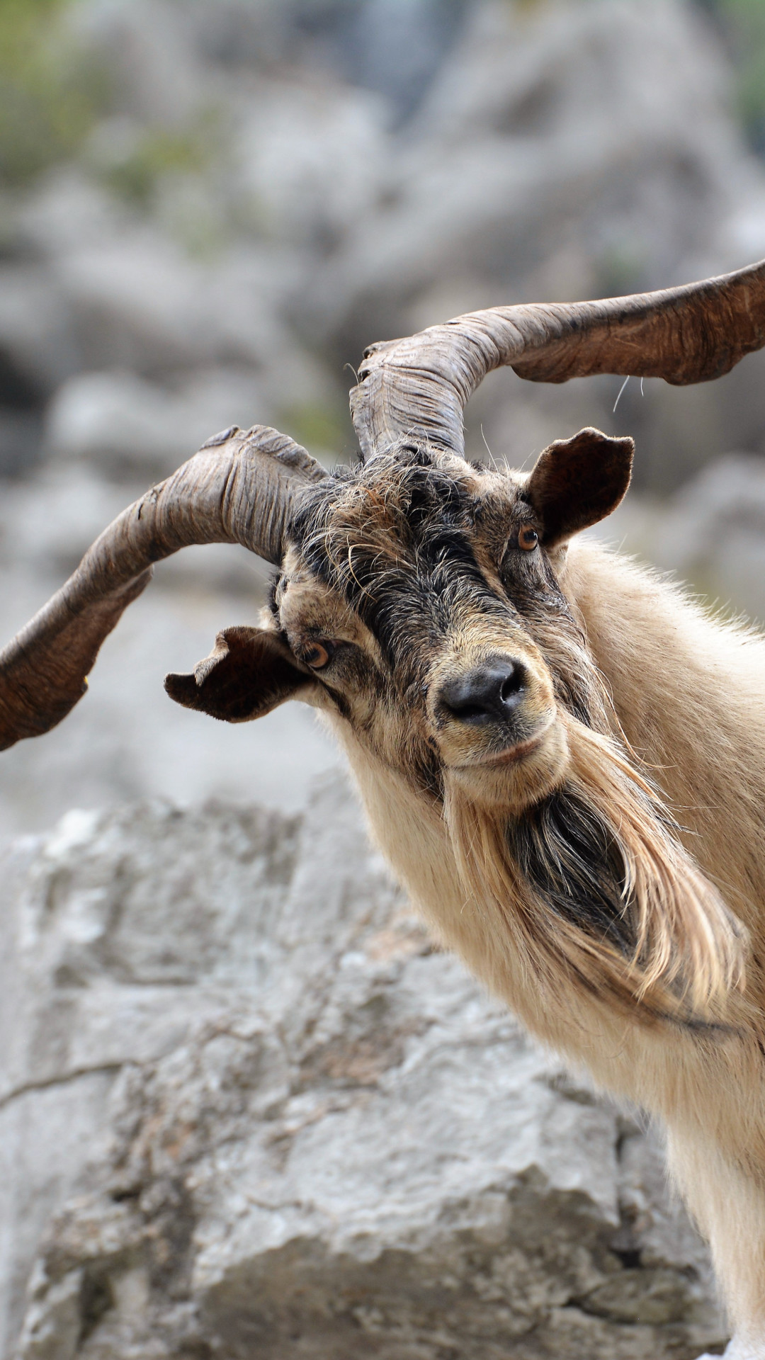 baby goat wallpaper,mammal,vertebrate,horn,goats,wildlife