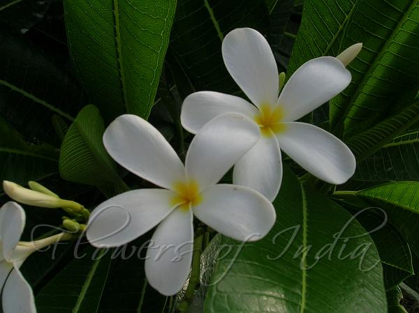 carta da parati fotografica santali,fiore,pianta fiorita,petalo,pianta,frangipani