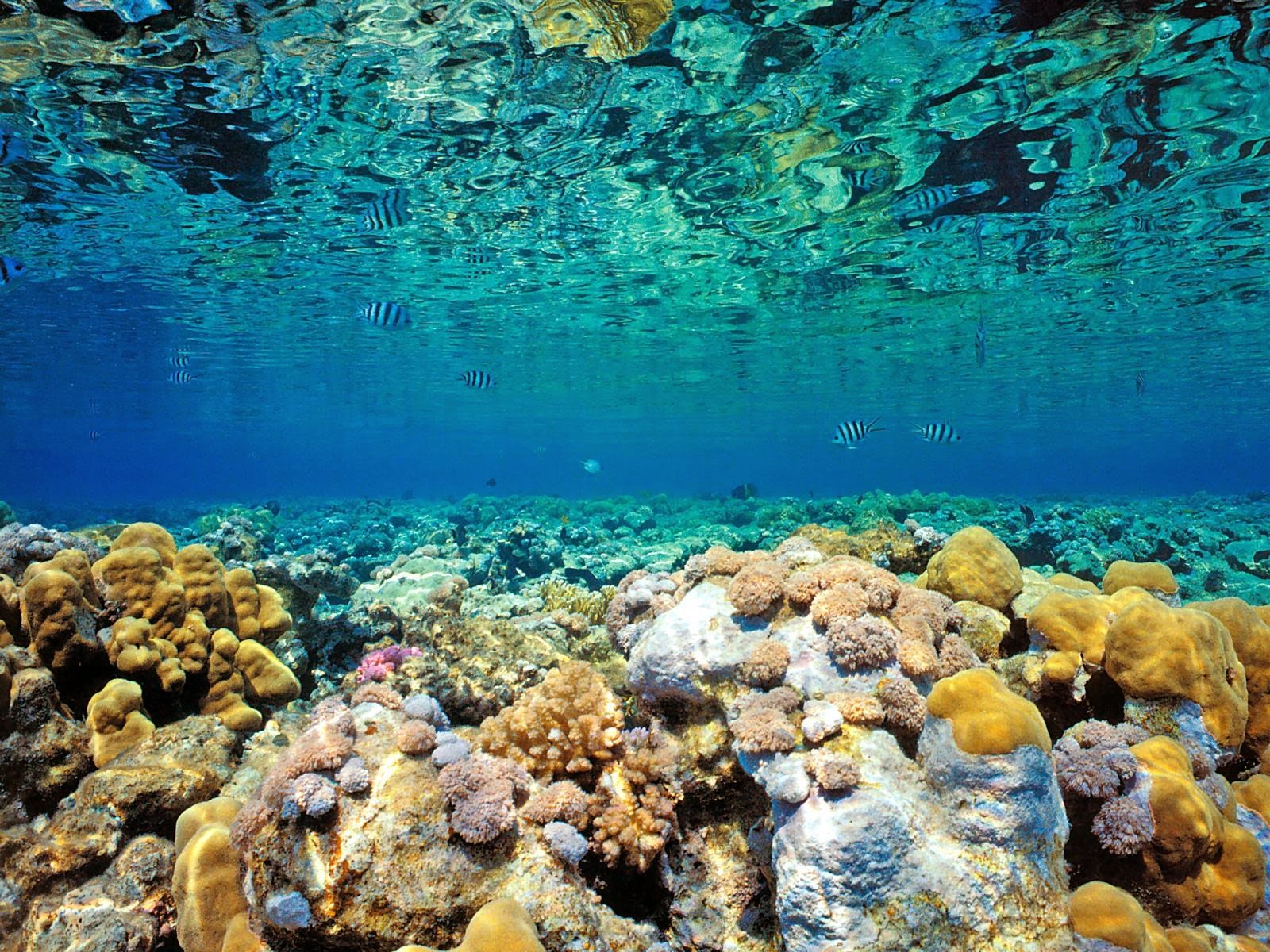 サンゴ礁の壁紙のhd,サンゴ礁,リーフ,水中,海洋生物学,コーラル