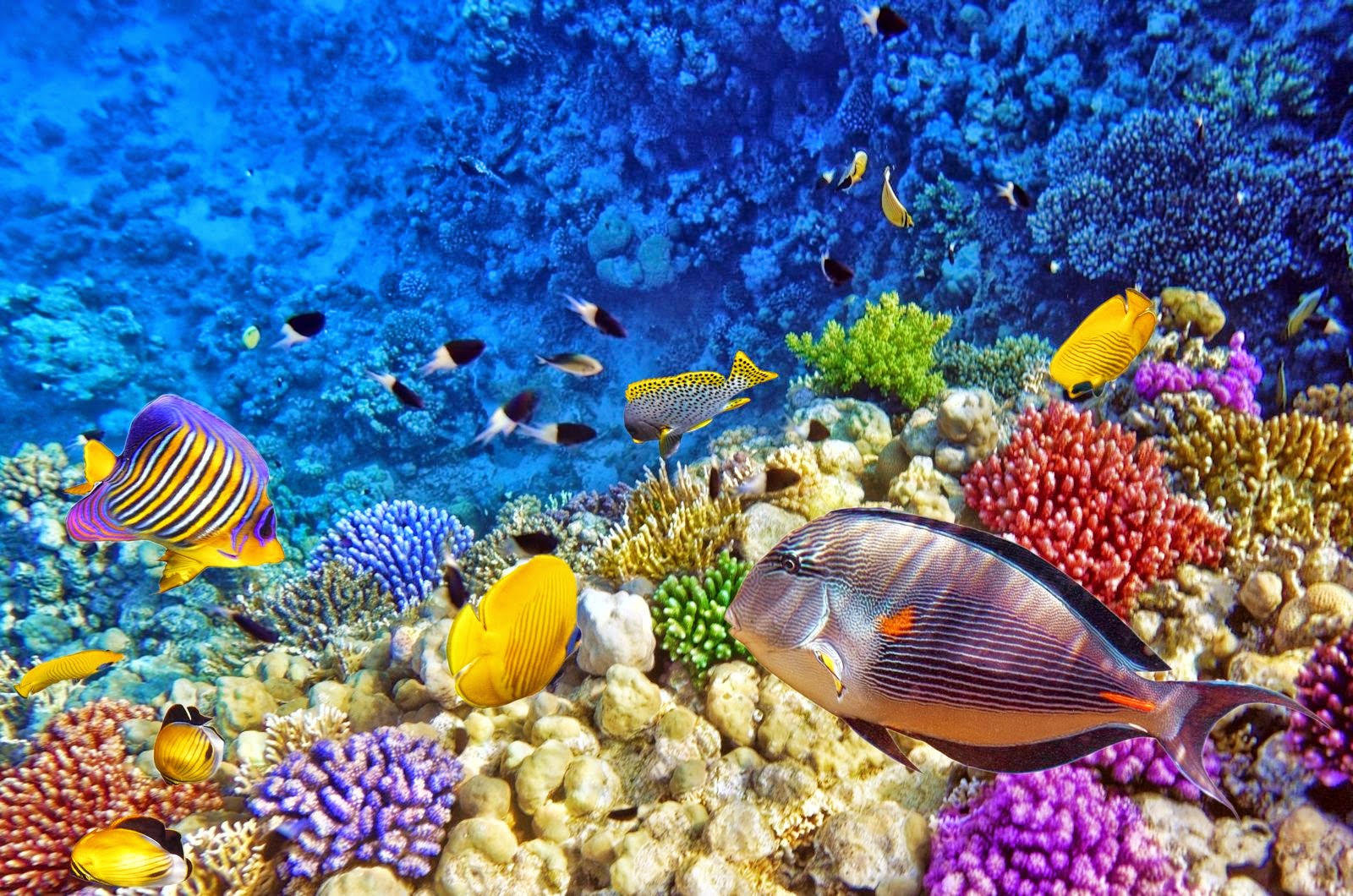 coral reef wallpaper hd,reef,coral reef,coral reef fish,underwater,coral