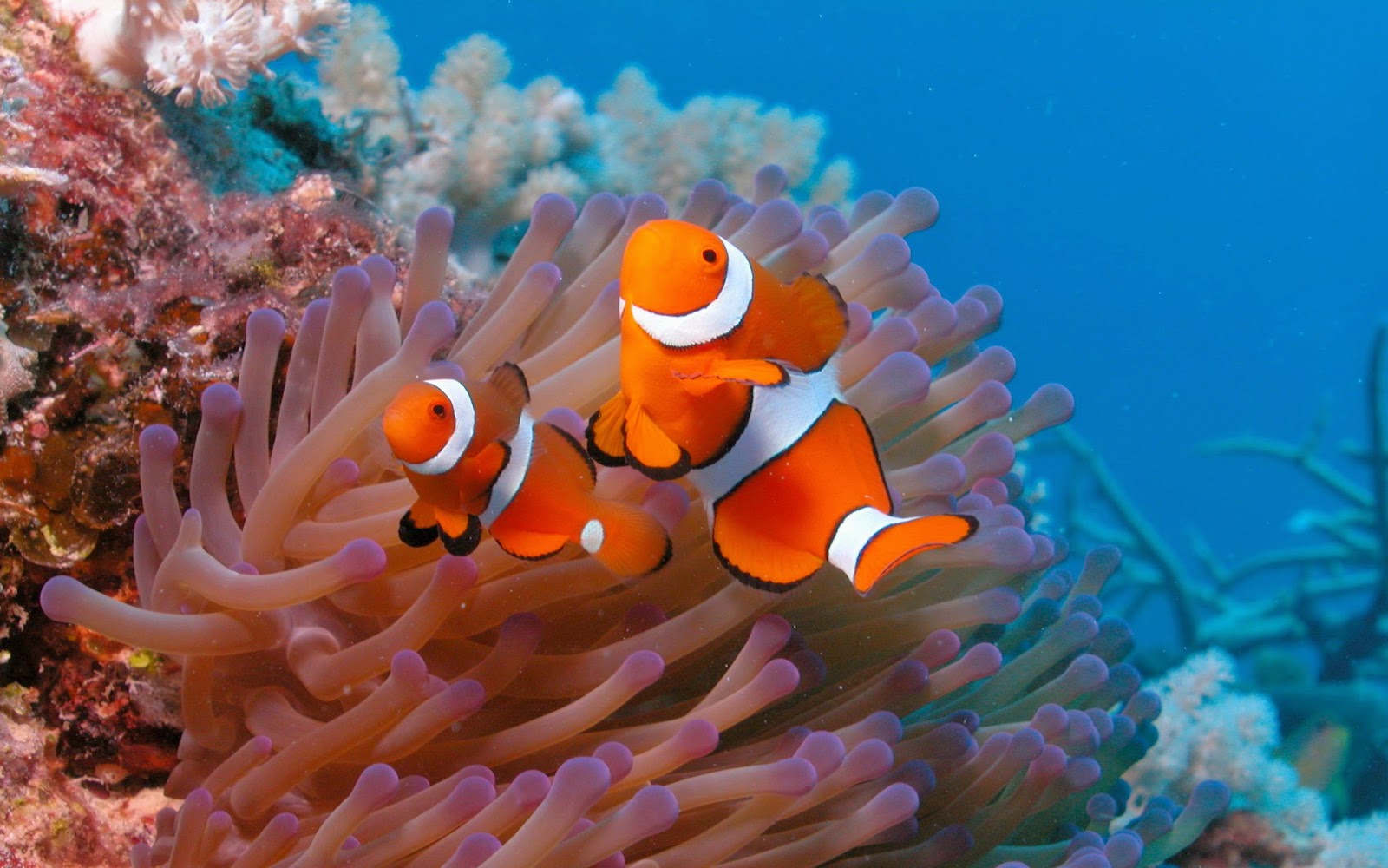 fond d'écran de récifs coralliens hd,poisson,poisson anémone,poisson clown,sous marin,pomacentridae