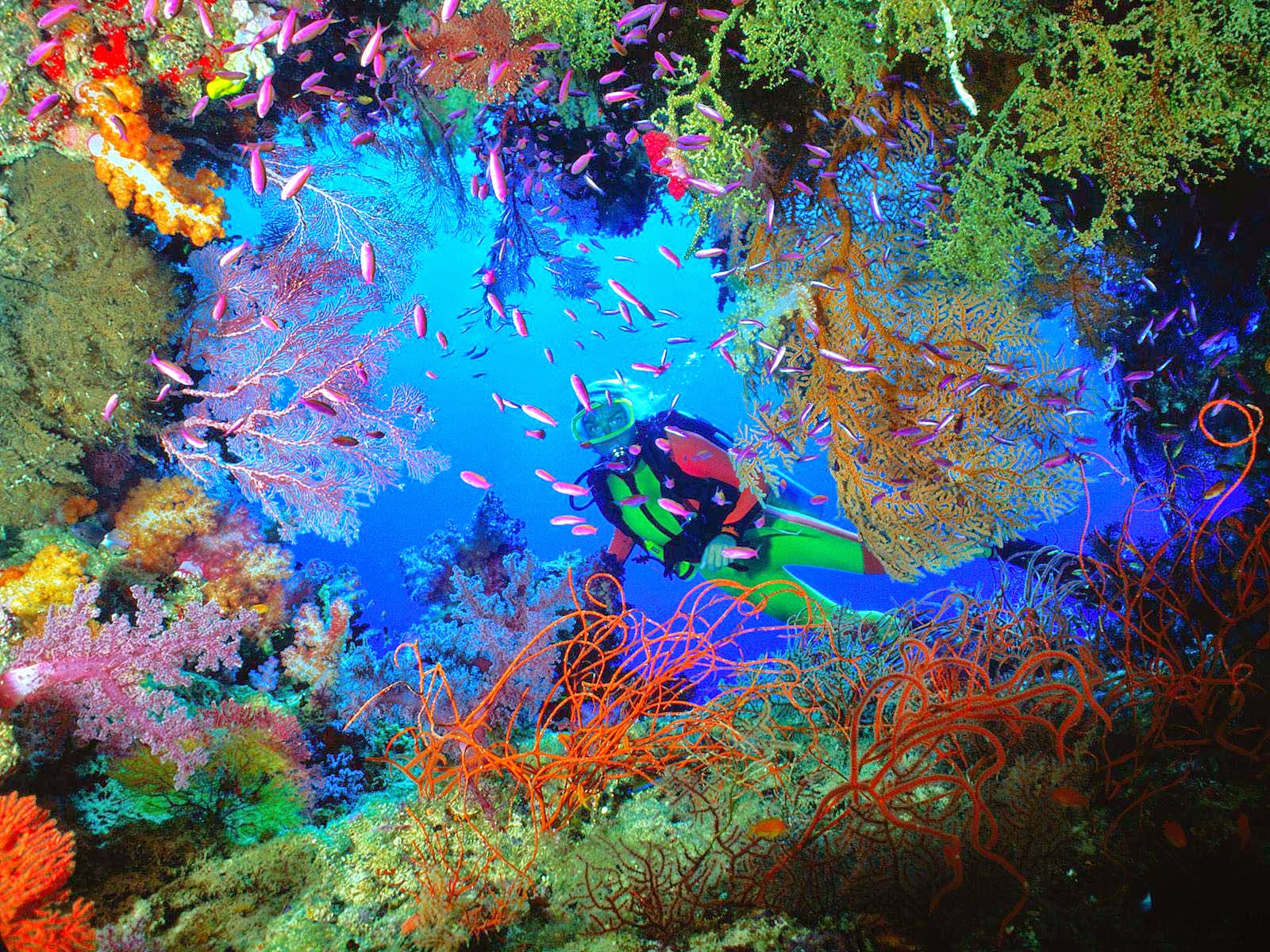 fond d'écran de récifs coralliens hd,l'eau,récif de corail,bleu majorelle,la peinture,couleur