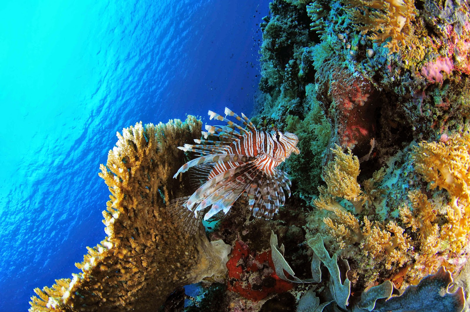 fond d'écran de récifs coralliens hd,récif,récif de corail,biologie marine,sous marin,corail