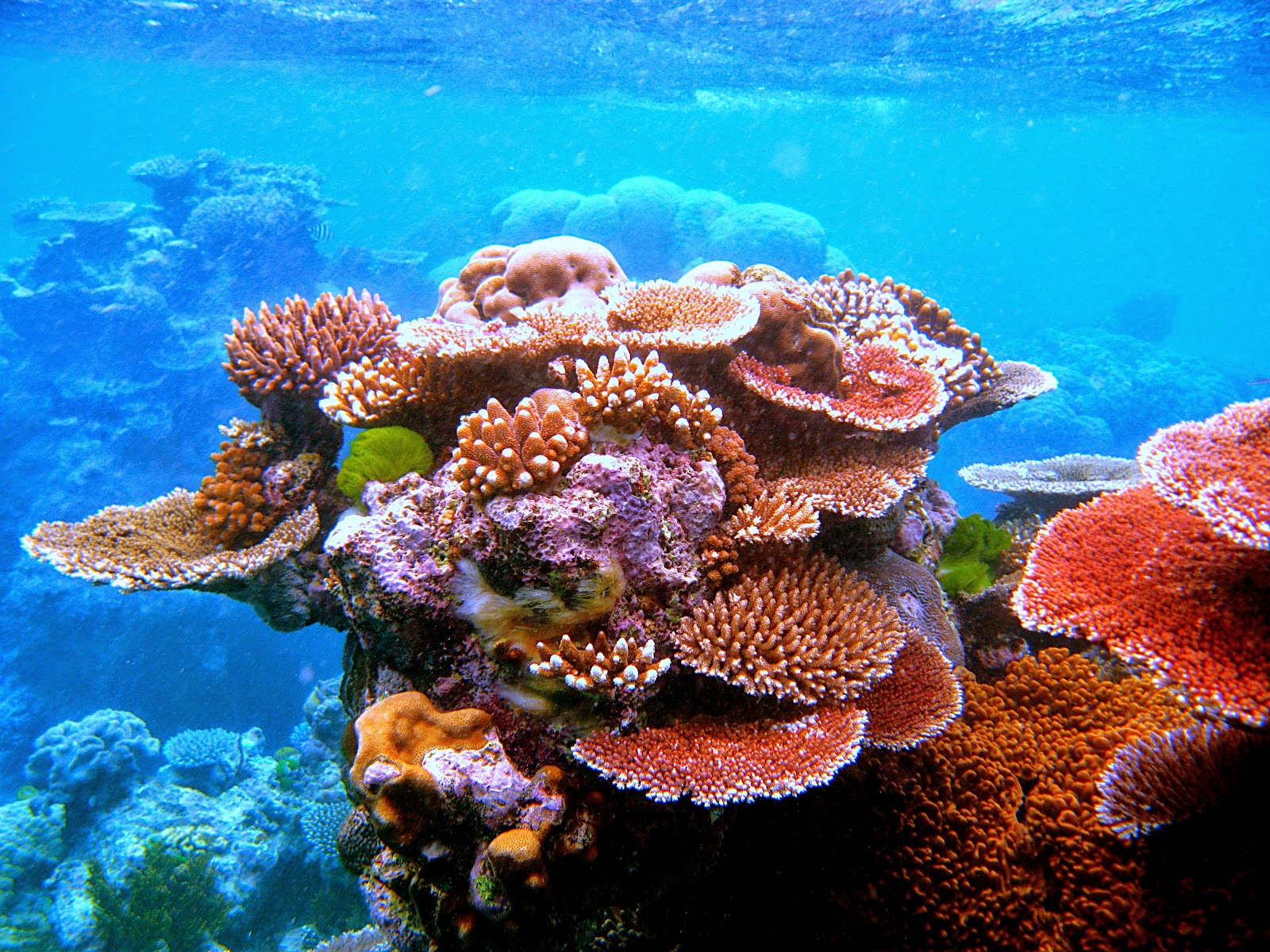 arrecife de coral fondos de pantalla hd,arrecife,arrecife de coral,coral,coral pedregoso,biología marina