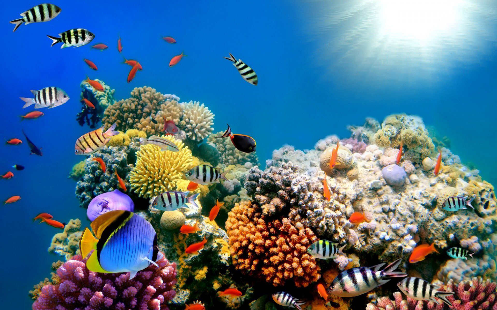 fond d'écran de récifs coralliens hd,récif,récif de corail,poissons de récifs coralliens,sous marin,biologie marine